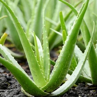 طرح توجیهی پرورش آلوئه ورا در گلخانه 