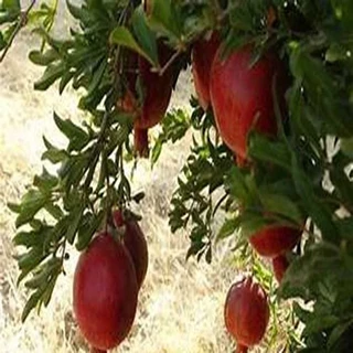 طرح توجیهی تولید کنسانتره انار در سیاب کوهدشت 