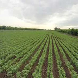 طرح توجیهی احداث مجتمع کشت و صنعت با فرمت ورد