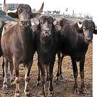 طرح توجیهی مجتمع گاومیش داری شوش