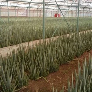 طرح توجیهی پرورش آلوئه ورا در گلخانه 