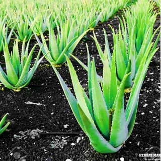 طرح توجیهی پرورش آلوئه ورا در گلخانه 