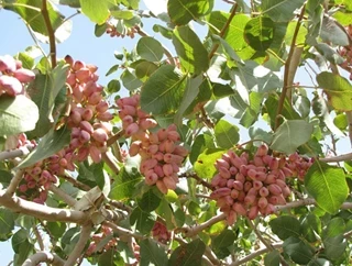 خلاصه طرح احداث باغ پسته