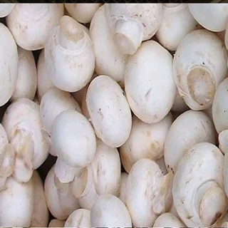 طرح توجیهی پرورش قارچ خوراکی پی دی اف سال 1400 