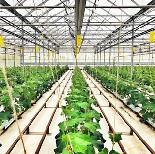 طرح توجیهی احداث مجتمع گلخانه ای