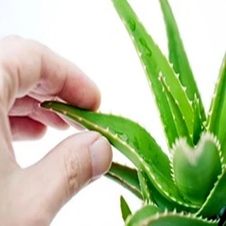 طرح توجیهی پرورش آلوئه ورا