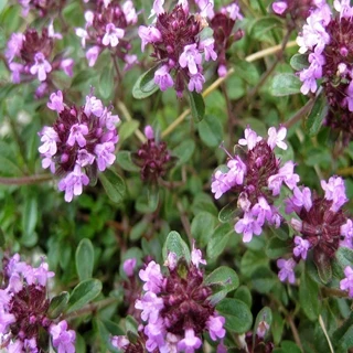 طرح توجیهی تولید آویشن