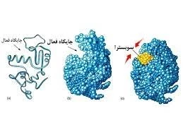 طرح توجیهی آنزیم تجاری