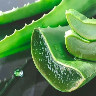 طرح توجیهی پرورش آلوئه ورا