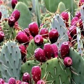 فایل وردطرح توجیهی احداث گلخانه پرورش کاکتوس میوه ای اپونتیا