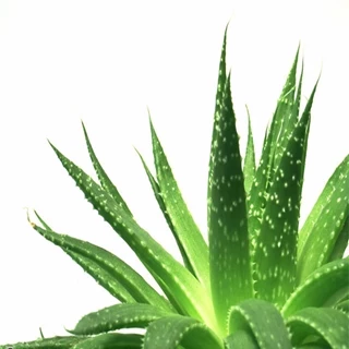 طرح توجیهی بسته کارآفرینی فرآوری ژل گیاه آلوئه ورا (صبرزرد)