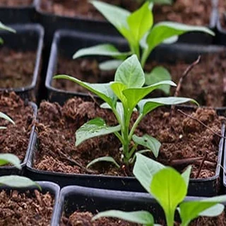 طرح توجیهی تولید حشره کش زیستی