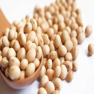 طرح توجیهی تولید سویا