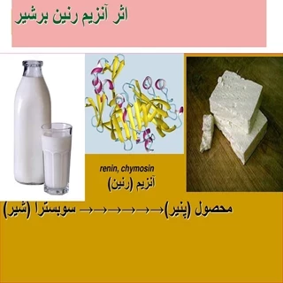 طرح توجیهی تولید آنزیم رنین