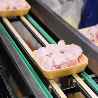 طرح توجیهی سورتینگ و بسته بندی مرغ