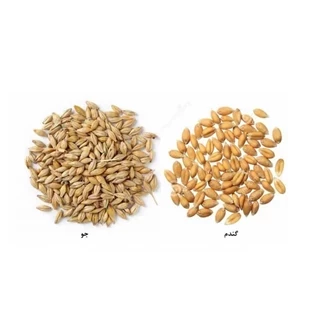 طرح توجیهی  تولید گندم و جو پوست کنده