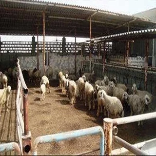 طرح توجیهی احداث پرواربندی بره 200 راسی با فرمت ورد