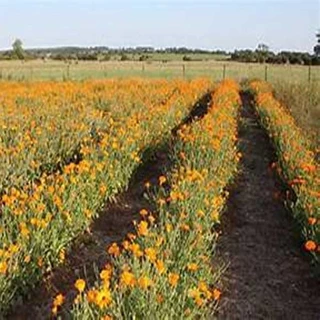 طرح توجیهی بسته کارآفرینی تولید همیشه بهار