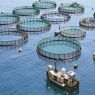 طرح توجیهی زمینه های سرمایه گذاری آبزی پروری  (پرورش میگو) 