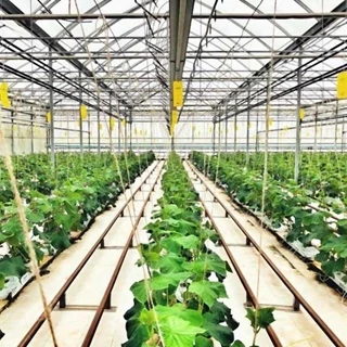 طرح توجیهی مجتمع گلخانه ١٠ هکتاری