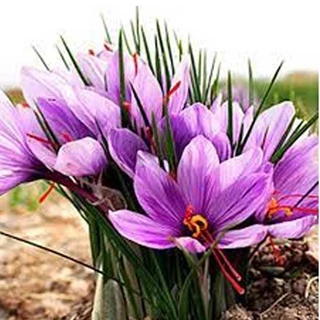 طرح توجیهی کشت وبسته بندی زعفران