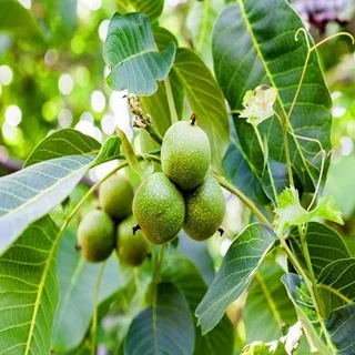 طرح توجیهی کشت گردوبا فرمت پی ی اف