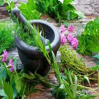 طرح توجیهی کاشت و پرورش گیاهان دارویی 