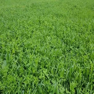 طرح توجیهی کشت گیاهان علوفهای (یونجه، ذرت و جو )