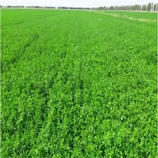 طرح توجیهی کشت گیاهان علوفهای (یونجه، ذرت و جو )