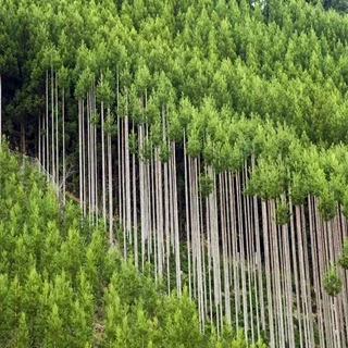 طرح توجیهی پرورش درختان جنگلی (مزرعه چوب)، زراعت، باغداری و گاوداری(بافرمت ورد)