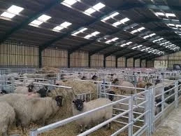 طرح توجیهی احداث گوسفندداری و پرواربندی گوسفند