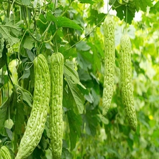 طرح توجیهی کشت وفراوری خربزه تلخ 