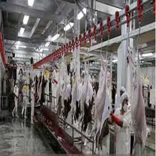 فایل پی دی اف طرح توجیهی احداث کشتارگان صنعتی دام 