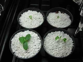 طرح توجیهی تولید پرلیت