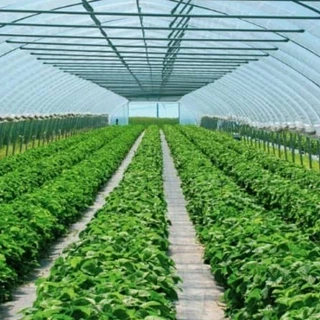 طرح توجیهی احداث گلخانه 2 با فرمتWORD