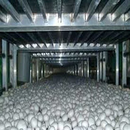 طرح توجیهی قارچ دکمه ای 