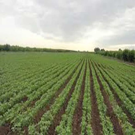 طرح توجیهی احداث مجتمع کشت و صنعت استان زنجان با فرمت ورد