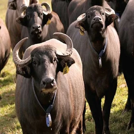 طرح توجیهی مجتمع گاومیش داری گتوند