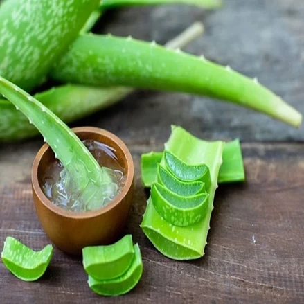 طرح توجیهی پرورش آلوئه ورا