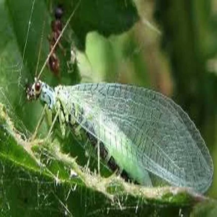 طرح توجیهی حشرات مفید ضد آفت