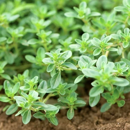 طرح توجیهی تولید آویشن