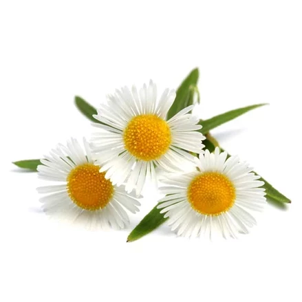 طرح توجیهی تولید بابونه