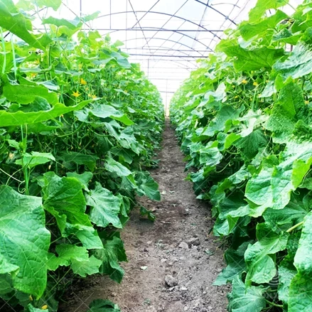 طرح توجیهی احداث گلخانه با فرمتWORD