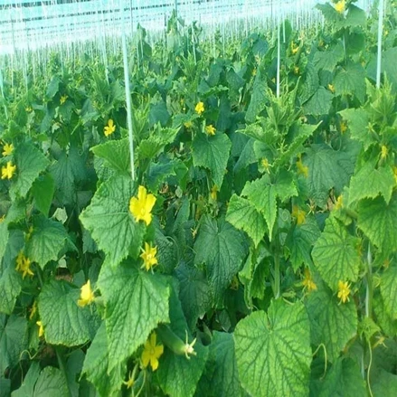 طرح توجیهی تولید خیار گلخانه ای با فرمت ورد