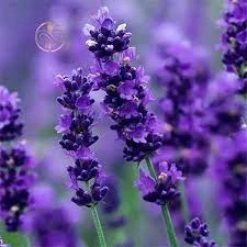 طرح توجیهی کشت و پرورش اسطخودوس