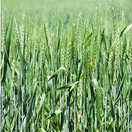 طرح توجیهی کشت و زراعت گندم، جو، ذرت با فرمت پی دی اف