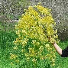 طرح توجیهی تولید آنغوزه در شرایط دیم