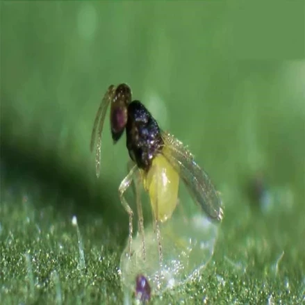 طرح توجیهی بسته کار آفرینی تولید عوامل بیولوژیک (احداث انسکناریم پرورش زنبور براکونhebetor Bracon ( به منظوراستفاده در کنترل بیولوژیکی مزارع گیاهان دارویی 