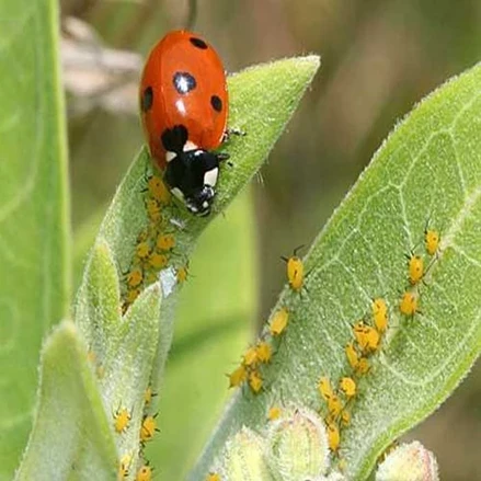 بسته کار آفرینی تولید عوامل بیولوژیک (احداث انسکناریم پرورش کفشدوزک) به منظوراستفاده در کنترل بیولوژیکی مزارع گیاهان دارویی 