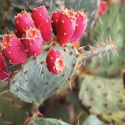 فایل پی دی اف احداث گلخانه پرورش کاکتوس میوه ای اپونتیا